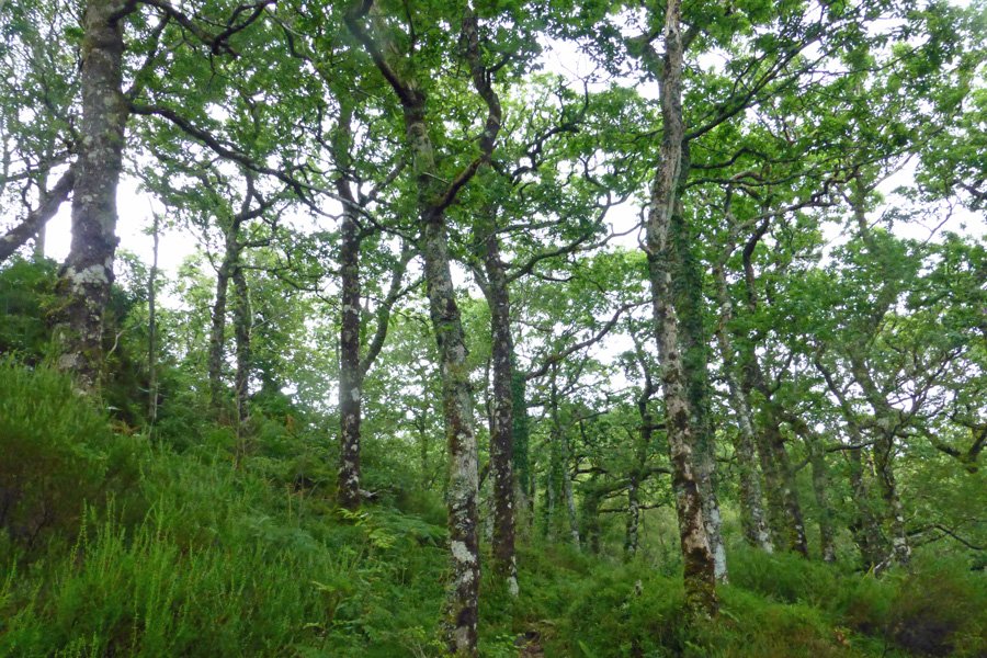 Magnificant Atlantic Oakwoods in July - take time to soak up the atmosphere