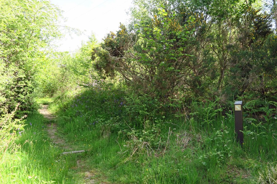 The path through Shian Wood is well marked and easy to follow