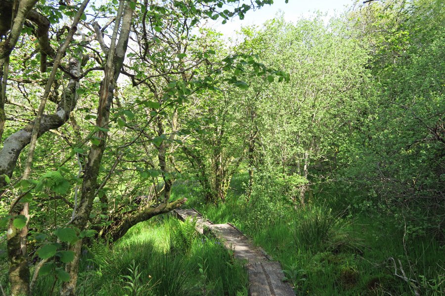 Boardwalk on the path through Shian Wood