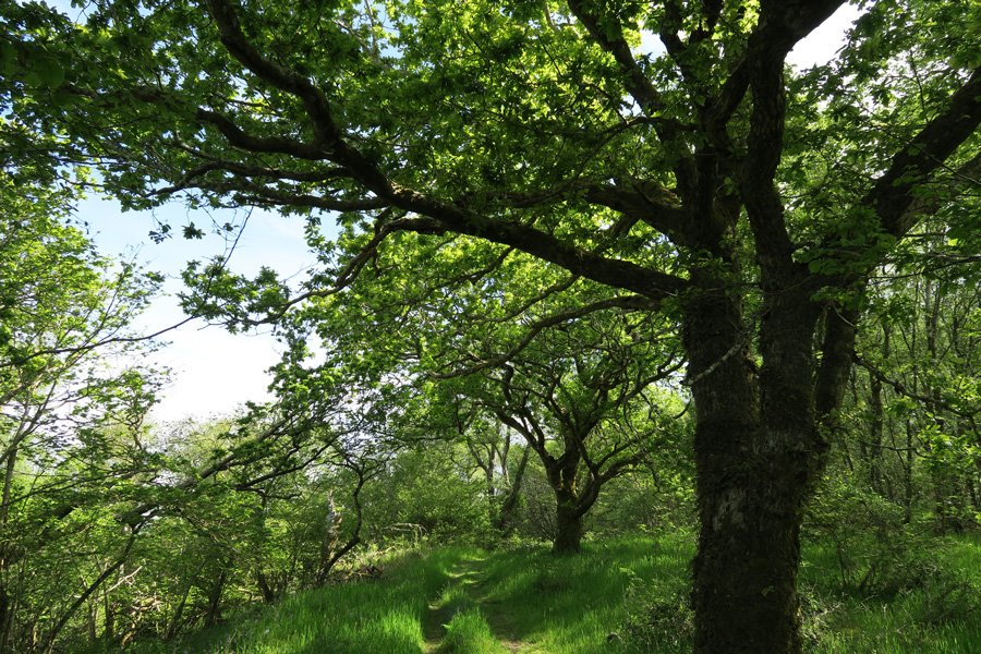 The path through the woodland