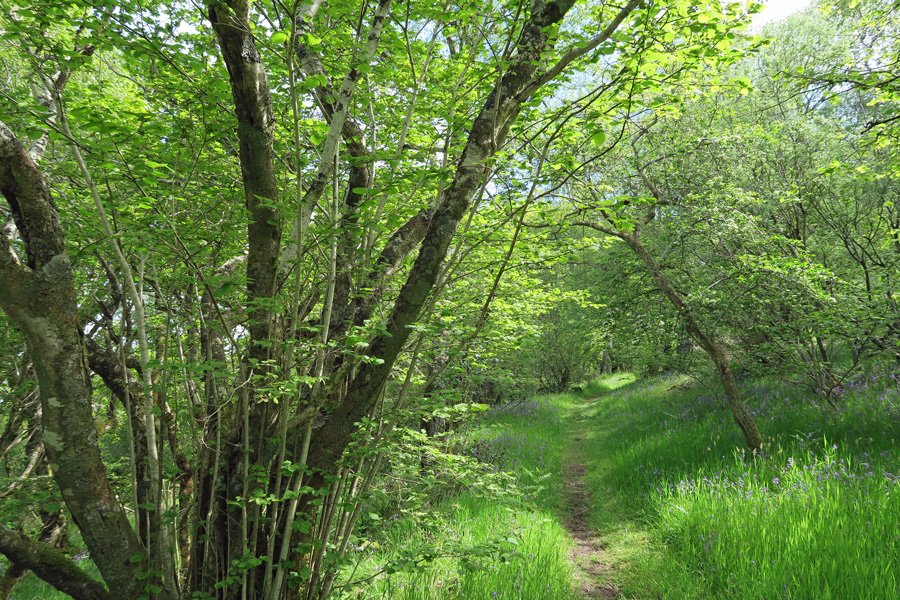 Shian Wood is carpeted in bluebells in early June