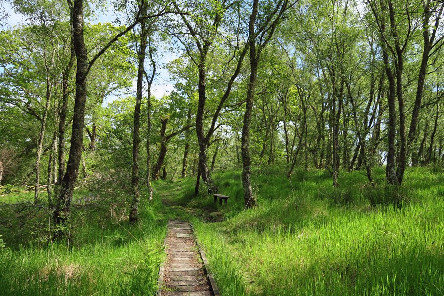Take time to sit the bench and immerse yourself in the sights and sounds of Shian Wood
