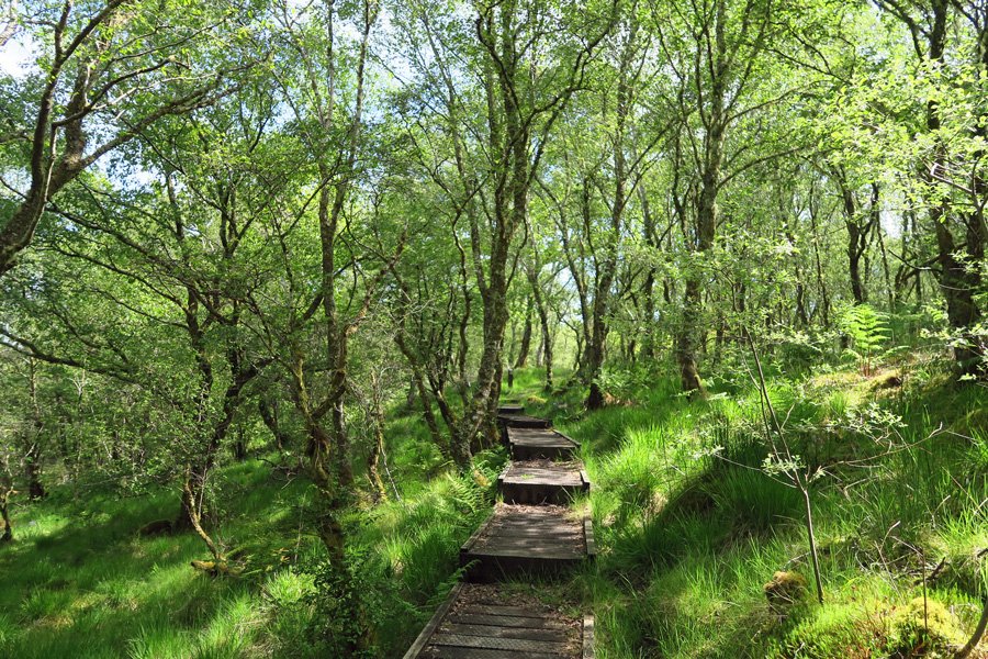 Boardwalk through Shian Wood SWT Nature Reserve