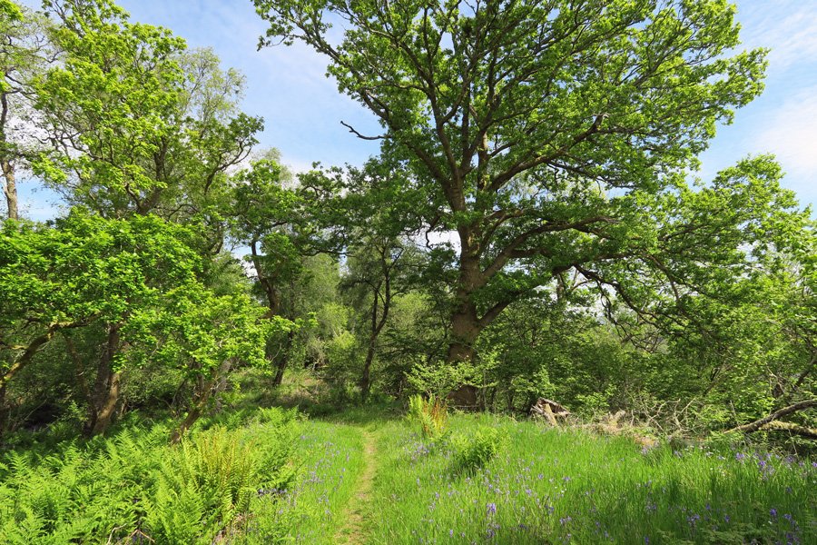 Look out for butterflies in the open glades in Shian Wood