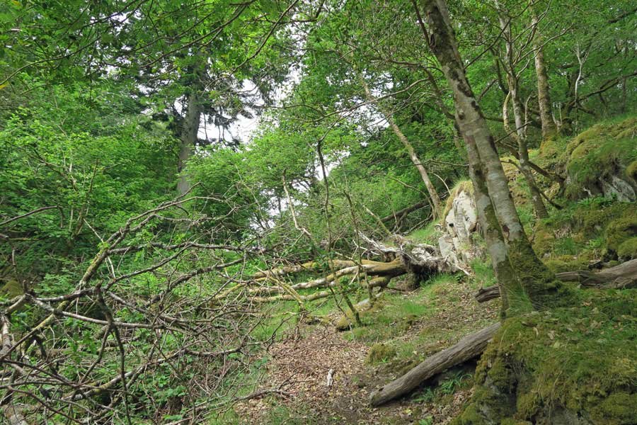 The path to Shielfoot Torr