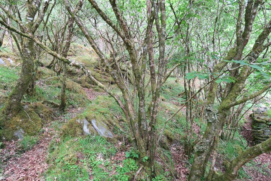 The path to Shielfoot Torr