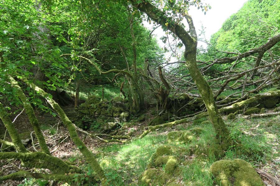 Along the strean, through the gate and into the field between the two summits of Shielfoot Torr