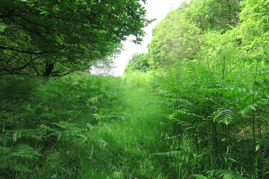Through the field and onwards to explore Shielfoot Torr