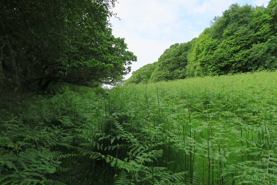 Through the field and onwards to explore Shielfoot Torr