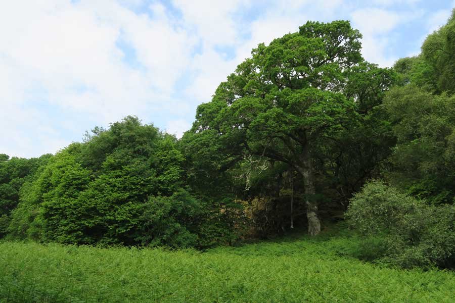 Through the field and onwards to explore Shielfoot Torr