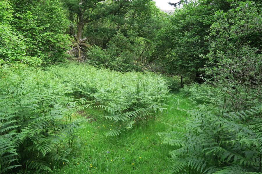 Through the field and onwards to explore Shielfoot Torr