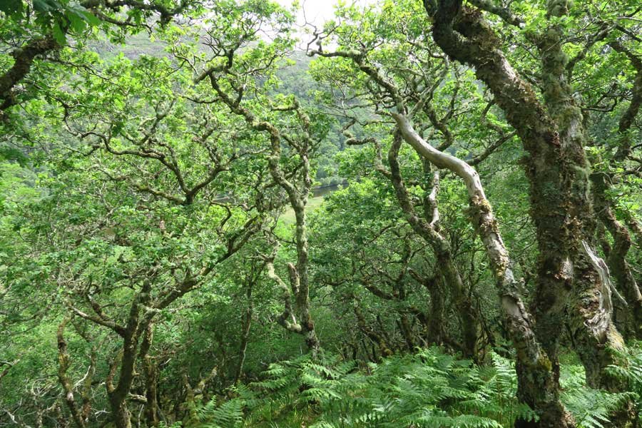Ancient Atlantic Oak woodlands on Shielfoot Torr