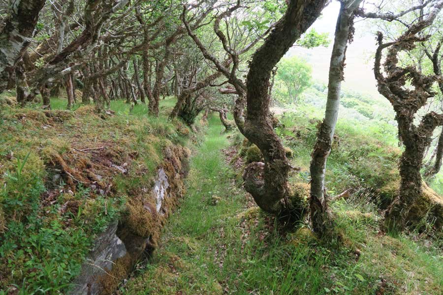 Ancient Atlantic Oak woodlands on Shielfoot Torr
