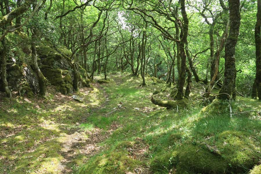 Walking through the ancient Atlantic oak woodlands on Shielfoot Torr