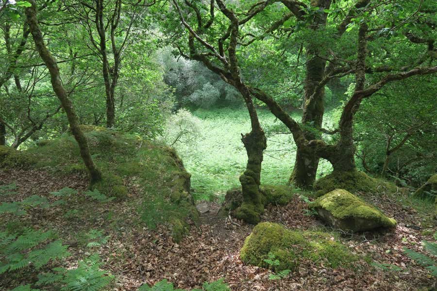 Walking through the ancient Atlantic oak woodlands on Shielfoot Torr