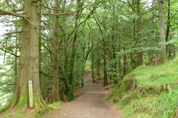 A lovely walk through coniferous woodland