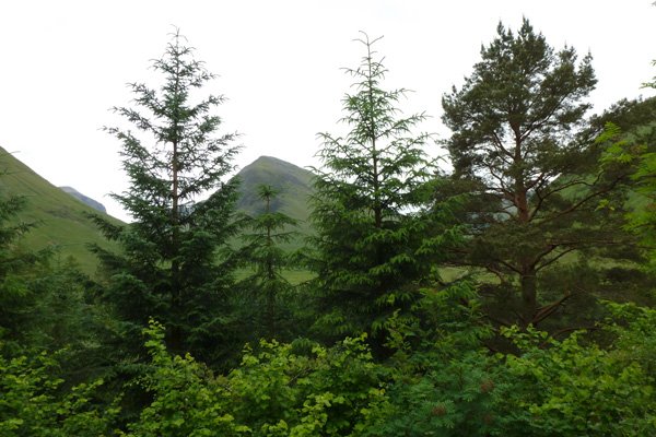 Views from Signal Rock, Glen Coe, now obscured by trees