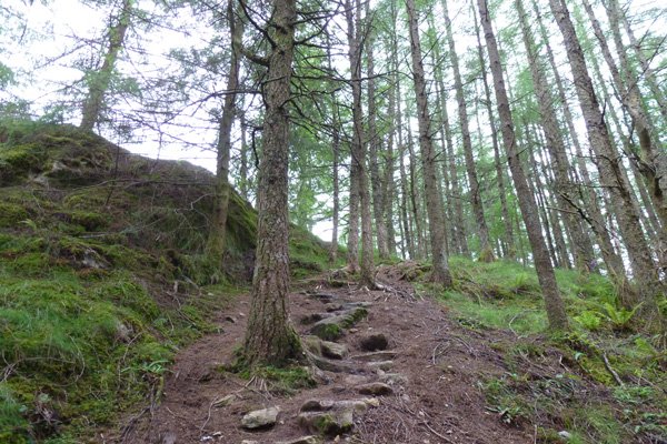 Some very steep sections through the plantatation on a zigzag path