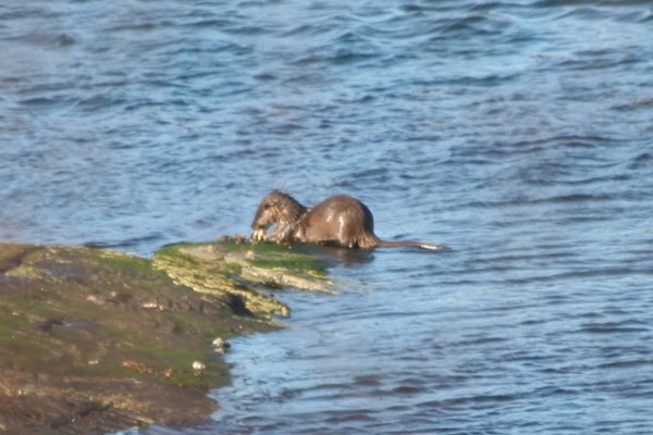 Otter seen from the Silver Walk