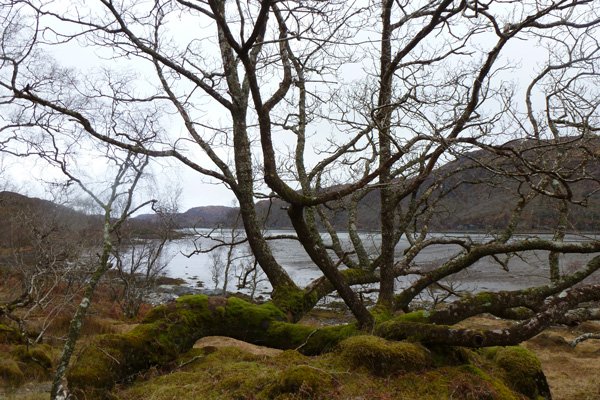 Ancient Atlantic Oak