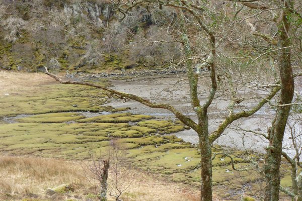 Salt marsh