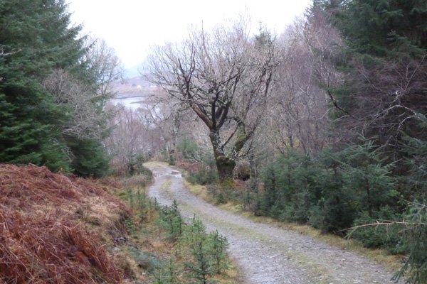 The track throught the coniferous plantation
