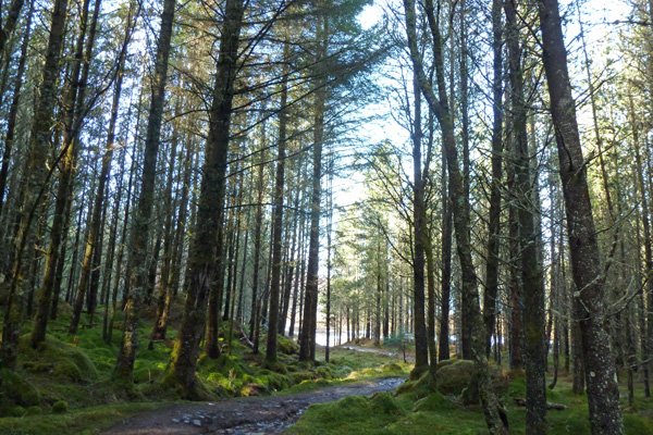 Through the forest to the beach