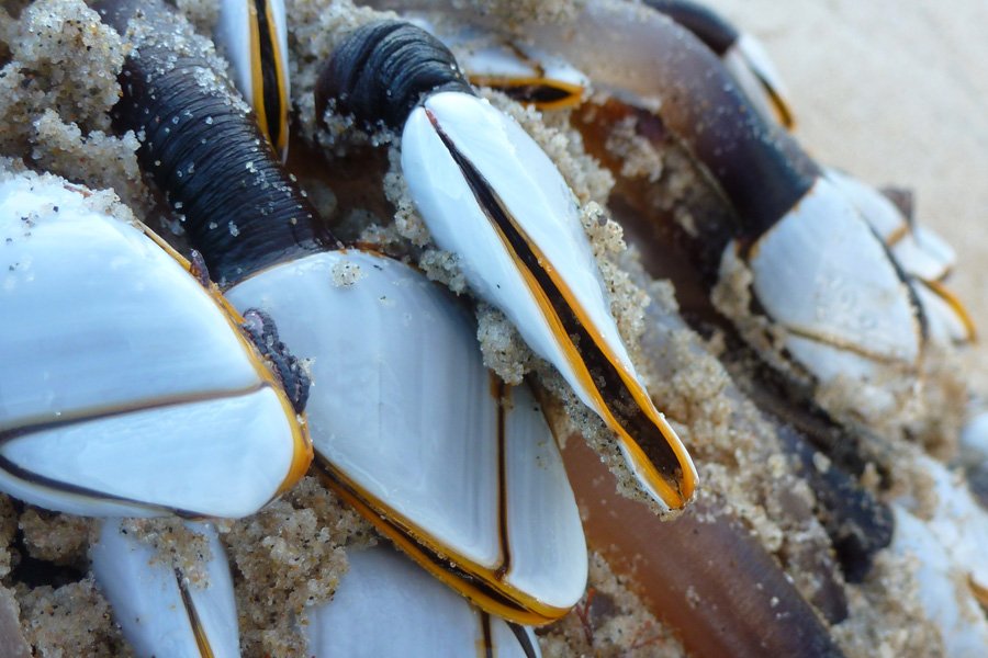 Goose barnacles seen on jetsam washed up after an autumn storm