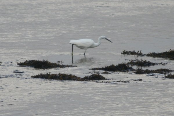 A Little Egret on the mud flats at Kentra Bay