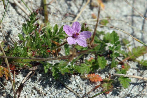 Common Stork's-bill. This lovely member of the Geranium family can be seen along coasts and dunes around Lochaber.