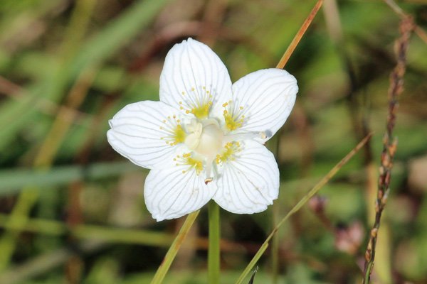 The grass of parnassus - a flower of cold beauty and a symbol of 'wilderness and wet'