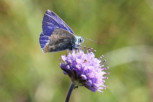 A male common blue butterfly sitting pretty on devil's-bit scabious
