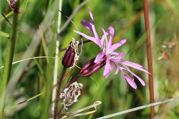 Ragged robin
