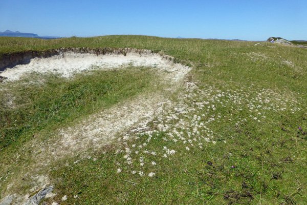 Northern Colletes solitary mining bees nesting in the sand