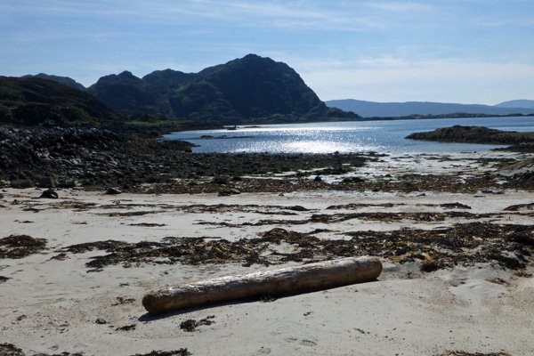 Driftwood on the beach