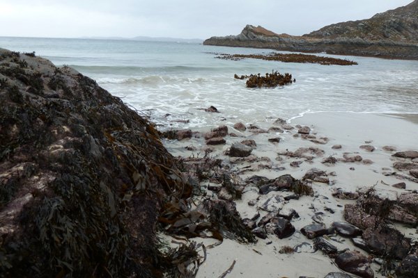 Kelp beds provide good foraging grounds for otters