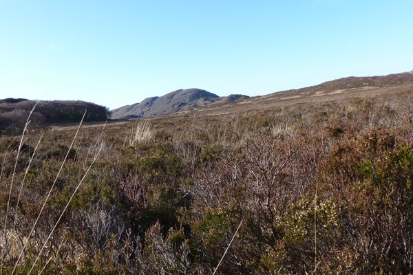 A fine example of heather heathland at Sonachan