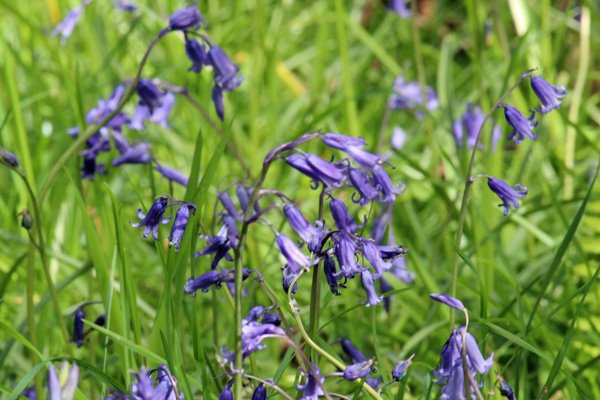 Bluebells in Sonachan wood in May
