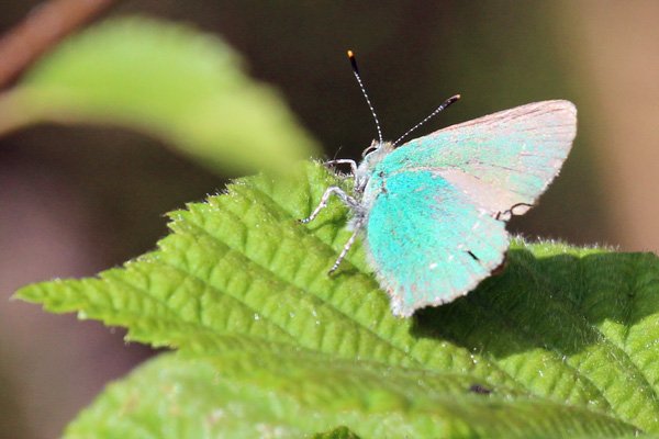 Green hairstreak butterfly in Sonachan woodland in May