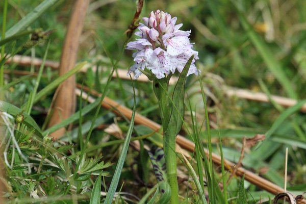 Heath spotted orchid on the moorland above Sonachan