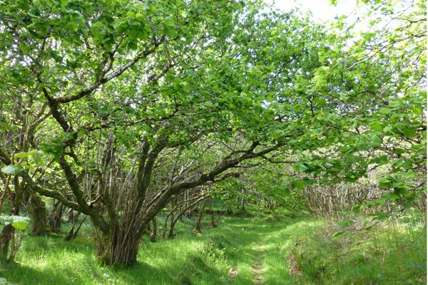 Multi stemmed hazel in the Sonachan woodlands