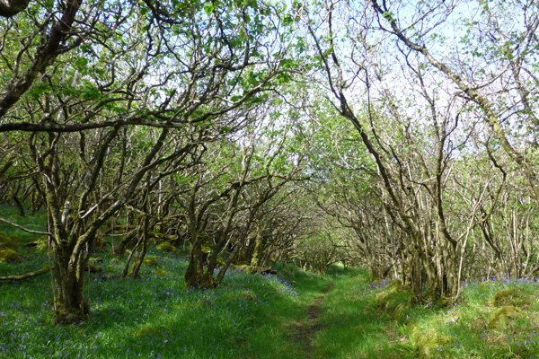 Blue skies and carpets of bluebells in May