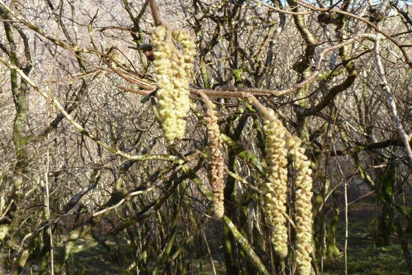 Hazel catkins in Sonachan wood in March
