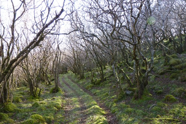 Sonachan hazel woodland