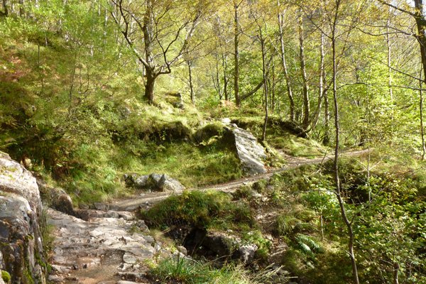 The path through mixed deciduous woodland