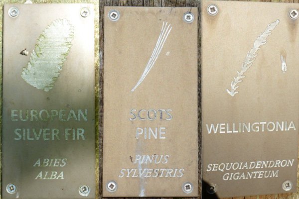 Many of the specimen tress are labelled