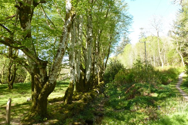 Old Hornbeam