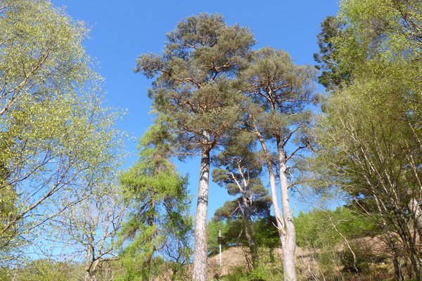 Fine Specimen Scots Pine