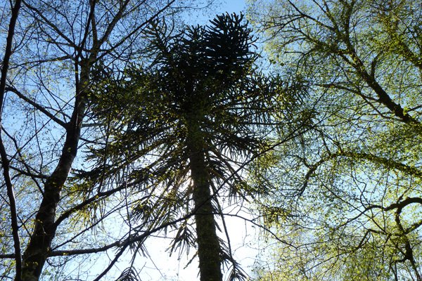 Specimen Monkey Puzzle tree