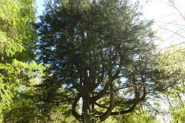 Magnificent European Silver Fir